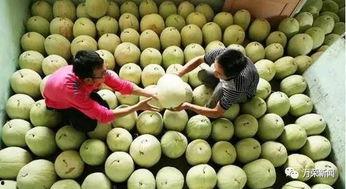 吃莎白瓜作用,夏日消暑佳品，养生保健新选择